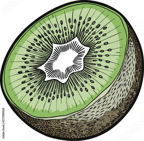 Detailed stippled illustration of a kiwi fruit cross section