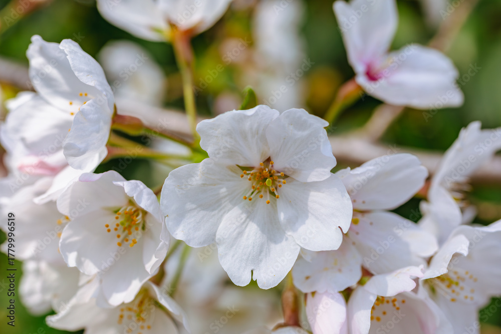 Fototapeta premium ソメイヨシノ桜3ー45