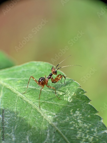 The image shows the orchid praying mantis (Creobroter gemmatus) in the nymph stage or the spotted praying mantis (Creobroter pictipennis)