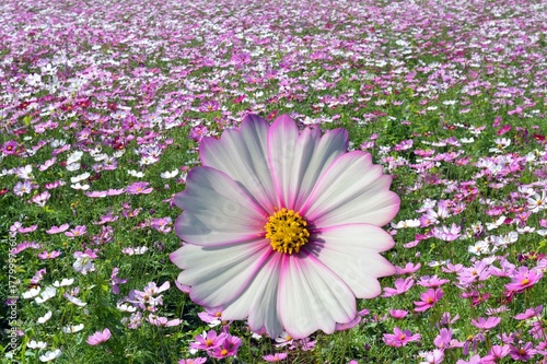 pink flowers in a garden