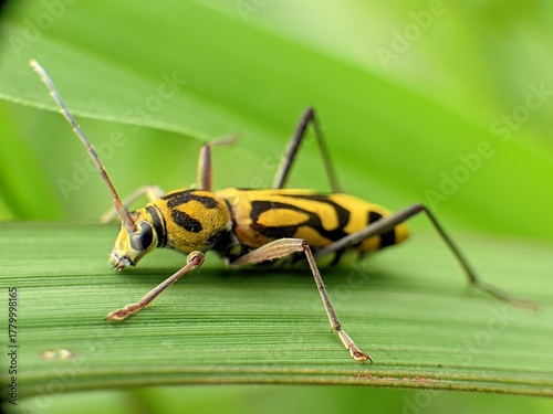 The insect seen in the image is the bamboo dredger beetle (Chlorophorus annularis), also known as the bamboo tiger longhorn beetle.
