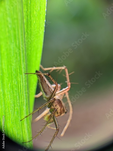 spider on a leaf