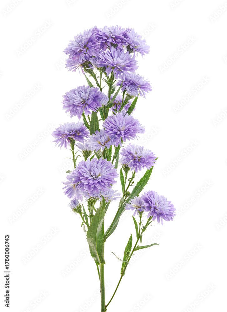 Obraz premium Bouquet of Lavender Aster Flowers Isolated on White Background with Clipping Path