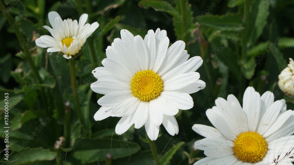 Obraz premium A classic Shasta daisy with bright white petals surrounding a vivid yellow center captured in a close-up shot, highlighting its simple, natural beauty in a garden setting