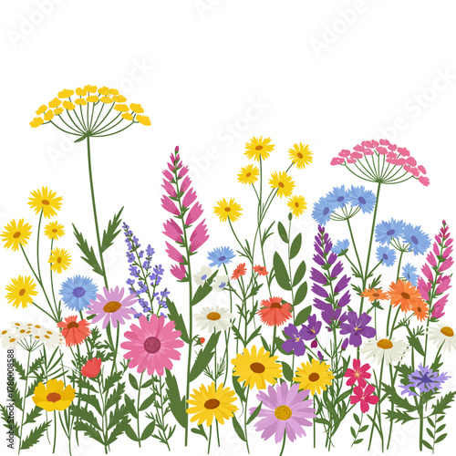Wildflowers and Meadow Plants Border Illustration on White Background