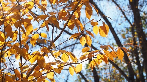 kwanzan cherry fall foliage