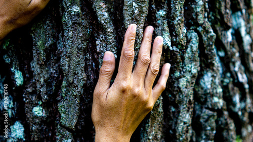 Photos Hand touching tree