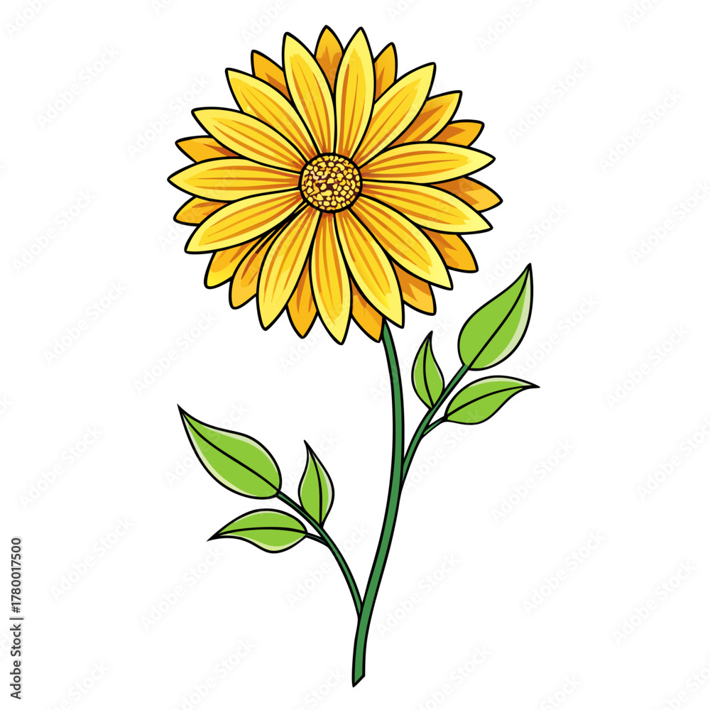 Fototapeta premium gaillardia-gallo yellow line art on white backgound