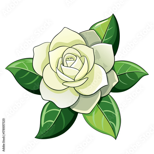 gardenia daisy hardy flower