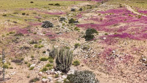 In one of the driest places on earth, the Atacama Desert, a flower blanket occurs every time the right amount of rainfall and temperature come together to awaken long-dormant seeds. 