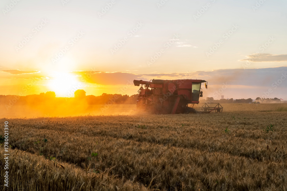 Fototapeta premium The combine is harvesting the wheat in the evening