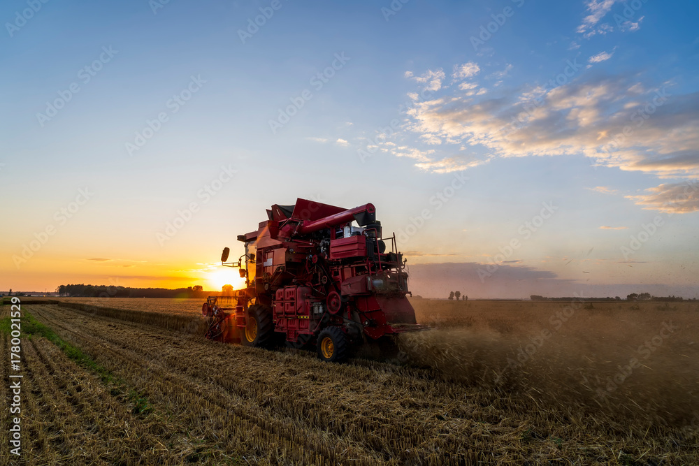 Obraz premium The combine is harvesting the wheat in the evening