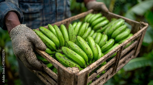 Farmer holding a wooden crate filled with freshly harvested unripe green bananas in a tropical plantation.