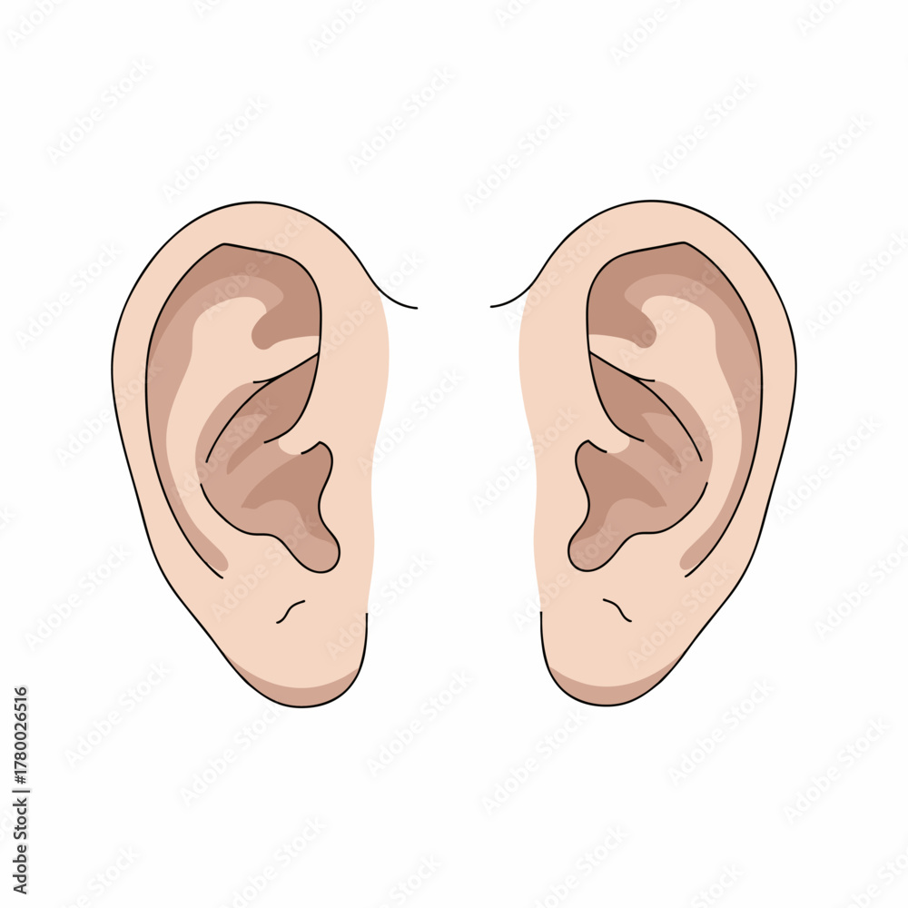 Fototapeta premium vector illustration of an ear with a white background 