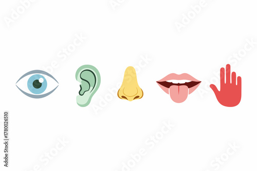 vector illustration of the five human senses with a white background 