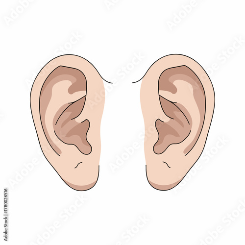 vector illustration of an ear with a white background 