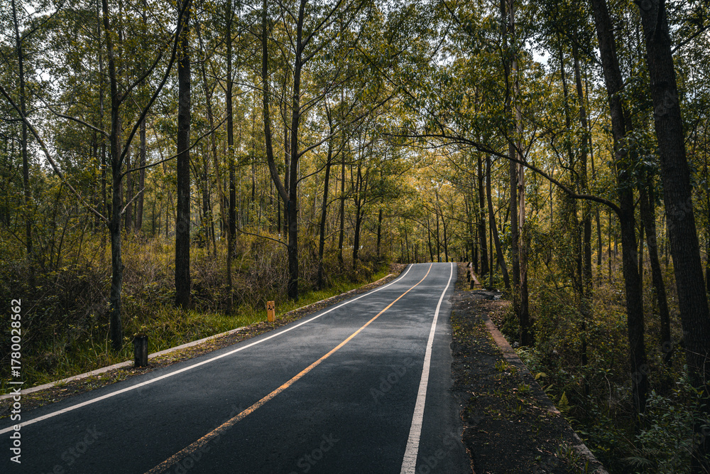 Fototapeta premium Paved road in the middle of a lush and cool green forest