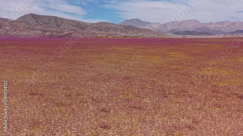 In one of the driest places on earth, the Atacama Desert, a flower blanket occurs every time the right amount of rainfall and temperature come together to awaken long-dormant seeds. 