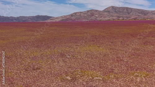 In one of the driest places on earth, the Atacama Desert, a flower blanket occurs every time the right amount of rainfall and temperature come together to awaken long-dormant seeds. 