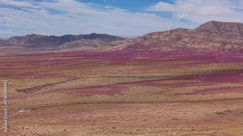 In one of the driest places on earth, the Atacama Desert, a flower blanket occurs every time the right amount of rainfall and temperature come together to awaken long-dormant seeds. 