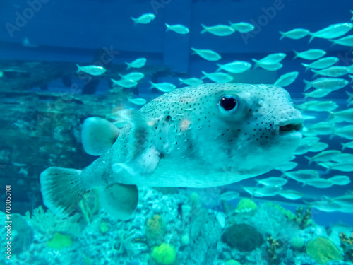 fish in aquarium