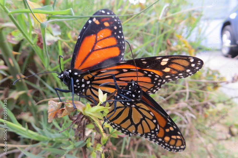 Fototapeta premium Monarch Butterfly Pair, Danaus plexippus