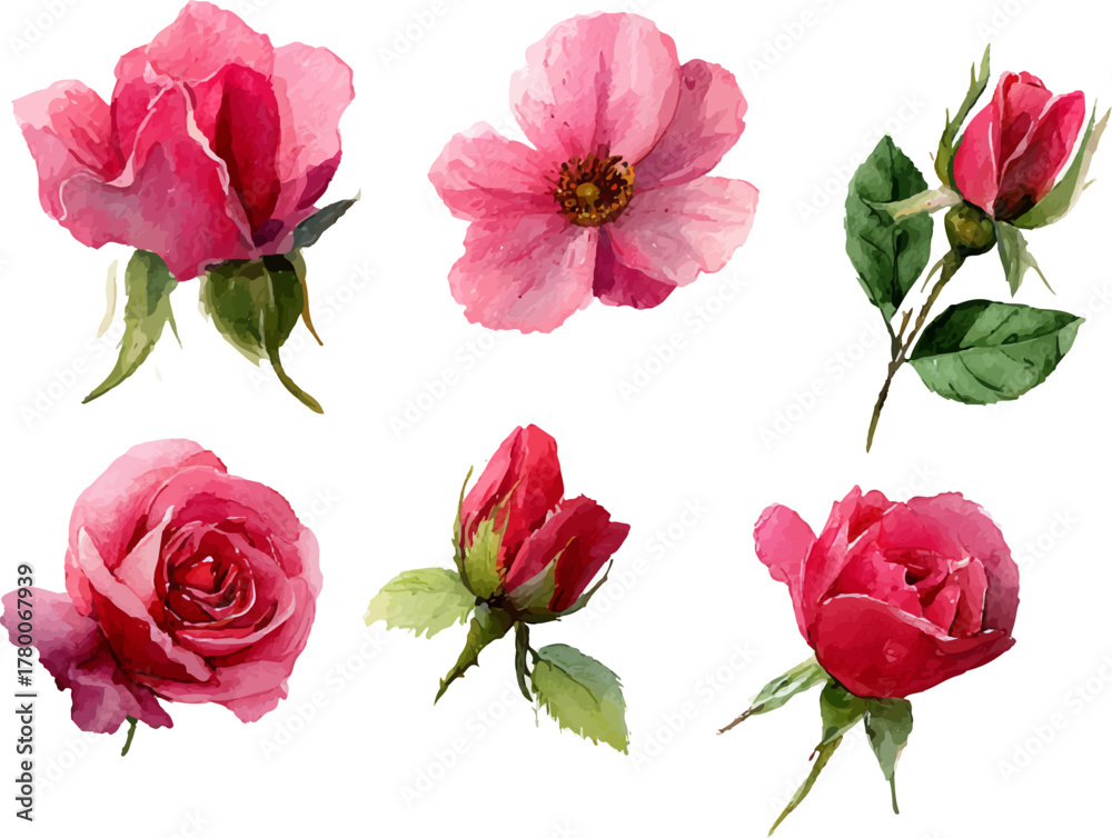 Fototapeta premium pink roses isolated on white background
