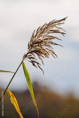 Seed part with fine fluff from bulrush outdoors in nature.
