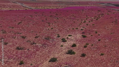 In one of the driest places on earth, the Atacama Desert, a flower blanket occurs every time the right amount of rainfall and temperature come together to awaken long-dormant seeds. 