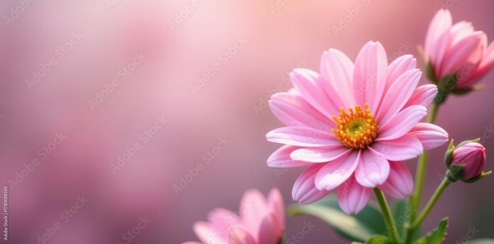 Obraz premium Soft pink chrysanthemum blossoms, delicate floral background , pink background, beauty, close-up