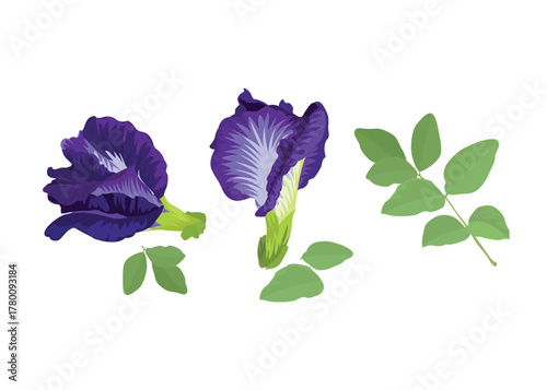 Butterfly pea flower with leaves on white background stock illustration