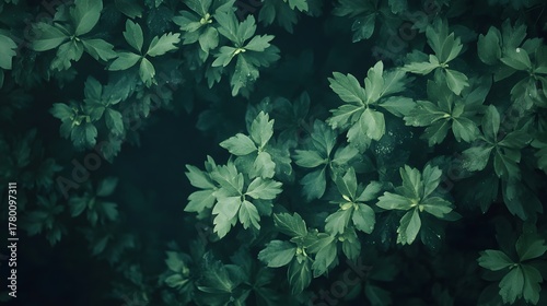 Wallpaper Mural A top-down view of a dense patch of green leaves, creating a natural and organic texture. Torontodigital.ca