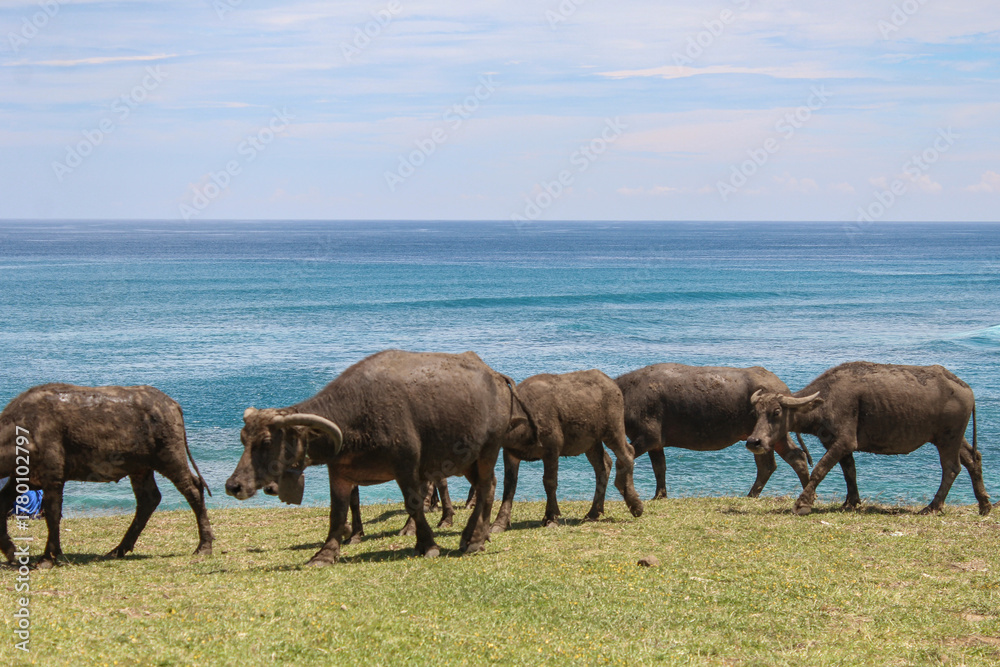 Obraz premium Water buffaloes walking along a coastal grassland with blue ocean background under bright tropical sky in Lombok, Indonesia. Peaceful rural scene with livestock and seaside landscape.