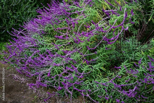Mexican bush sage (Salvia leucantha) flowers. Lamiaceae perennial herb. Purple flowers covered with fine hairs bloom in autumn.