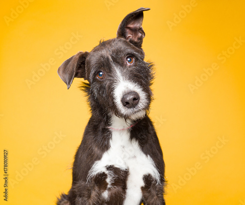 Cute dog on an isolated background studio shot