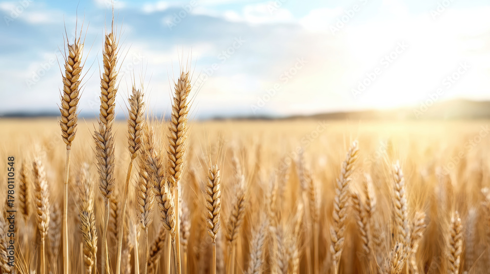 Fototapeta premium Golden wheat field glowing under sunlight, creating serene and peaceful atmosphere