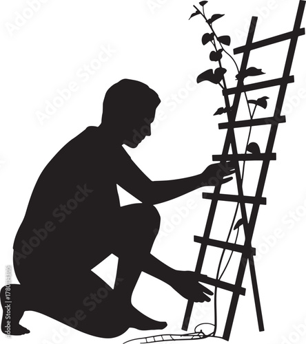 Silhouette Gardener Nurturing Climbing Vine Plant on Trellis Structure Growing Plant