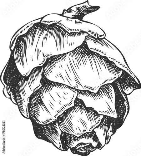 Black and white hand-drawn sketch of a European larch cone.