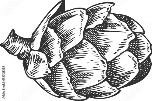 Hand-drawn European larch cone icon, coniferous tree, medicinal.