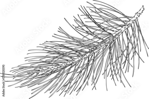 Scots pine tree twig engraved hand drawn vector illustration, conifer evergreen plant Christmas decoration, forest scent