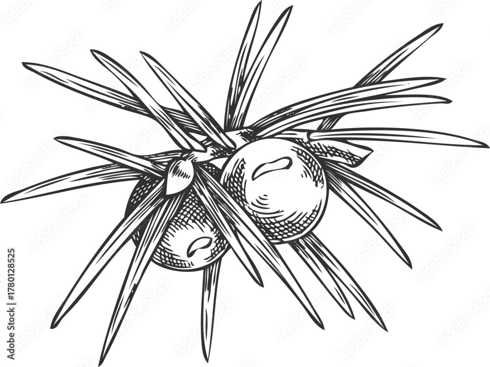 Naklejka premium Juniper twig with berries engraved hand drawn vector illustration, coniferous botanical sketch, evergreen plant