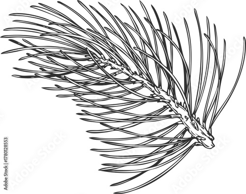 Scots pine tree branch engraved hand drawn vector illustration, conifer evergreen plant, Christmas forest decoration