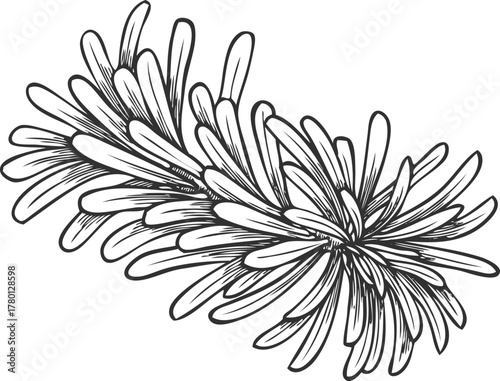 Balsam fir tree branch engraved hand drawn vector illustration, conifer evergreen plant, Christmas forest decoration