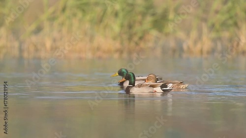 Mallard Ducks glide across the calm morning lake, their reflections shimmering under golden sunlight, capturing peace and natural balance in the wild.