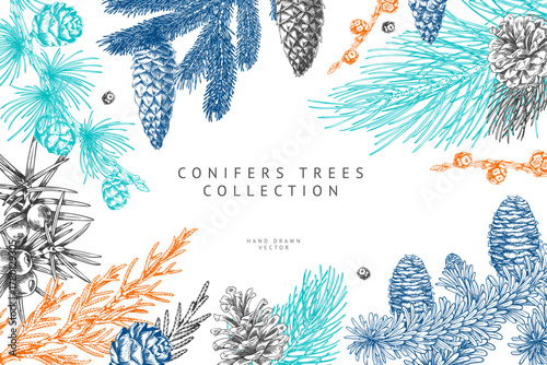 Conifer trees branches with cones collection engraved hand drawn vector frame design, pine, Cypress, Larch, fir, Juniper