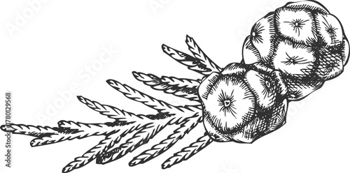 Cypress tree twig with cones engraved hand drawn vector illustration, conifer evergreen plant, Christmas decoration