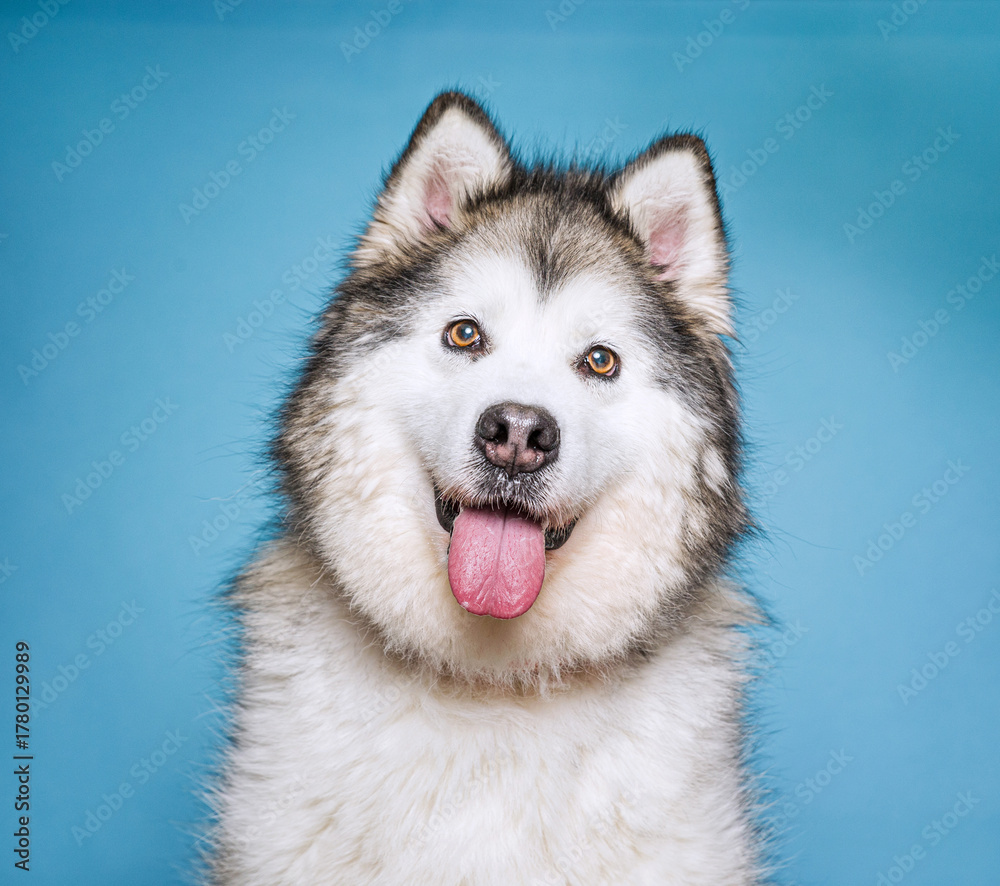 Fototapeta premium Cute dog on an isolated background studio shot