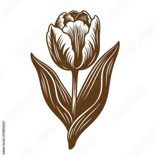 Elegant brown tulip flower illustration vintage art on white background isolated design