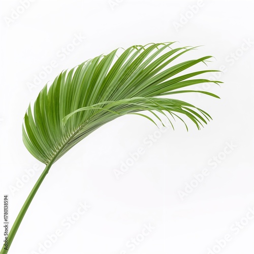 Green tropical palm leaf isolated on white background