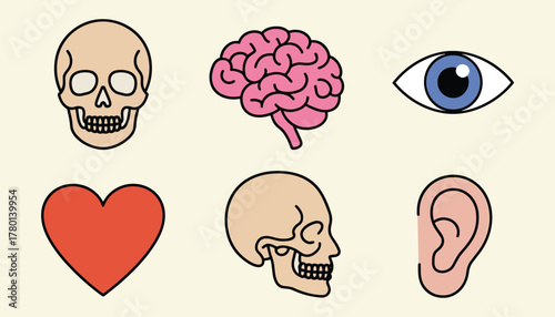 Six simplified human anatomy icons including skull brain eye heart ear and side profile skull on cream background